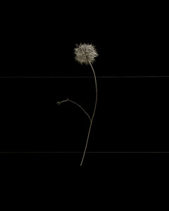 Flowers XVIII