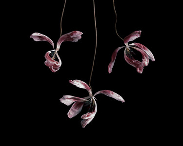 Flowers XXIII