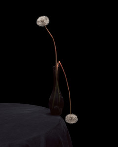 Flowers XXXIII